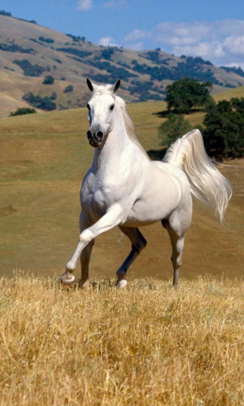 Young White Horse wallpaper 480x800