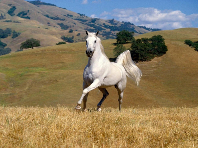 Young White Horse wallpaper 640x480