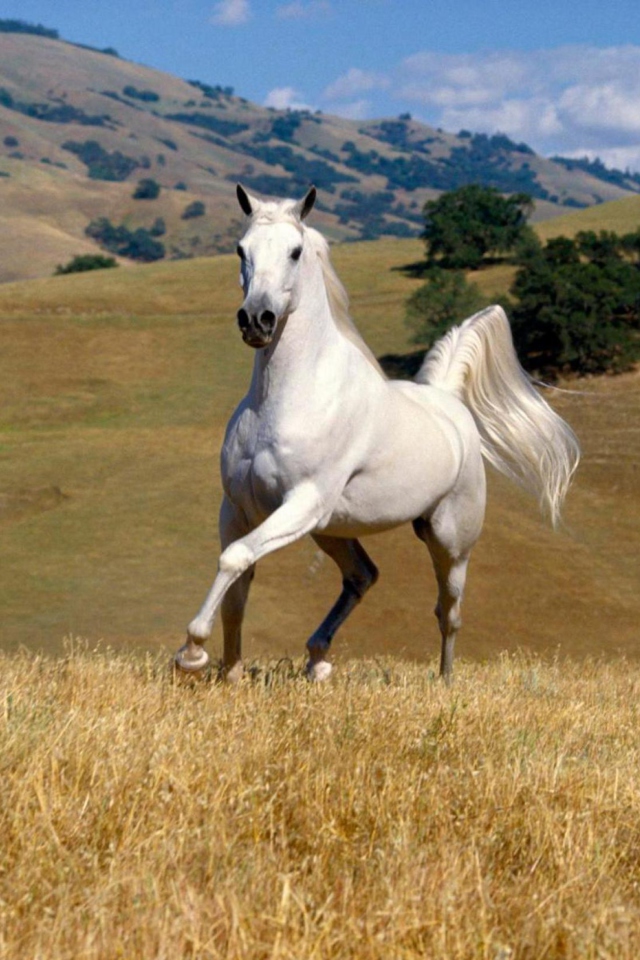 Fondo de pantalla Young White Horse 640x960