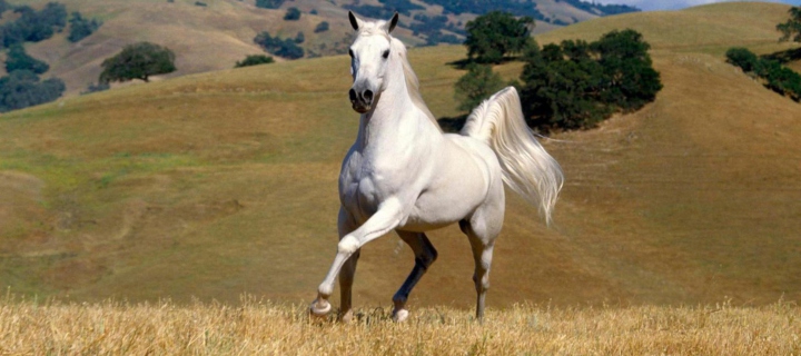 Young White Horse wallpaper 720x320