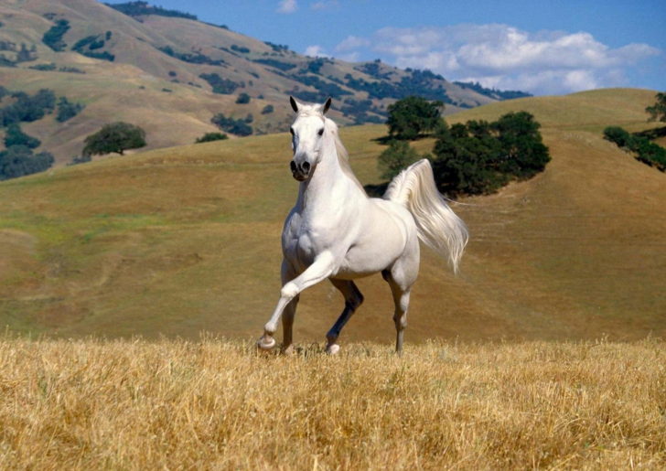 Young White Horse wallpaper