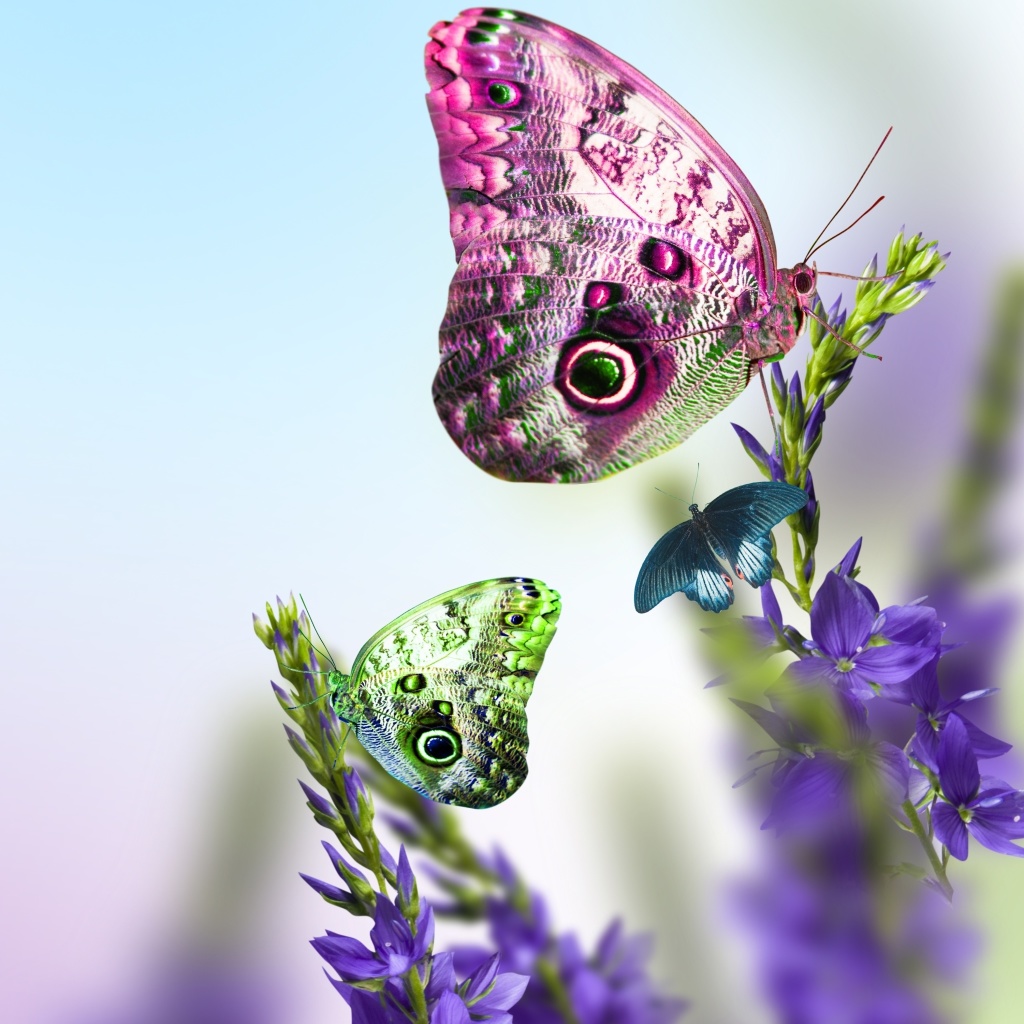 Обои Tender Butterfly HD 1024x1024