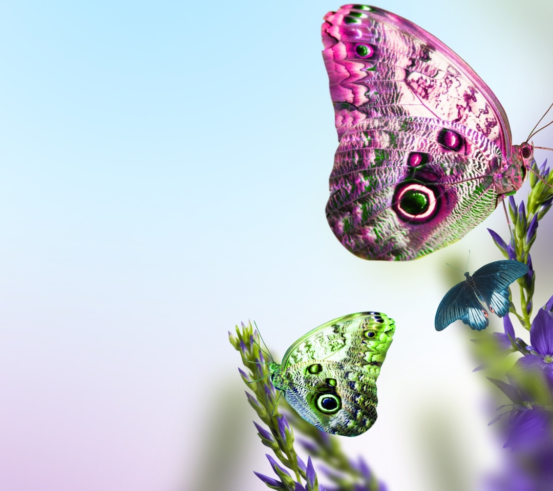 Tender Butterfly HD wallpaper 1080x960