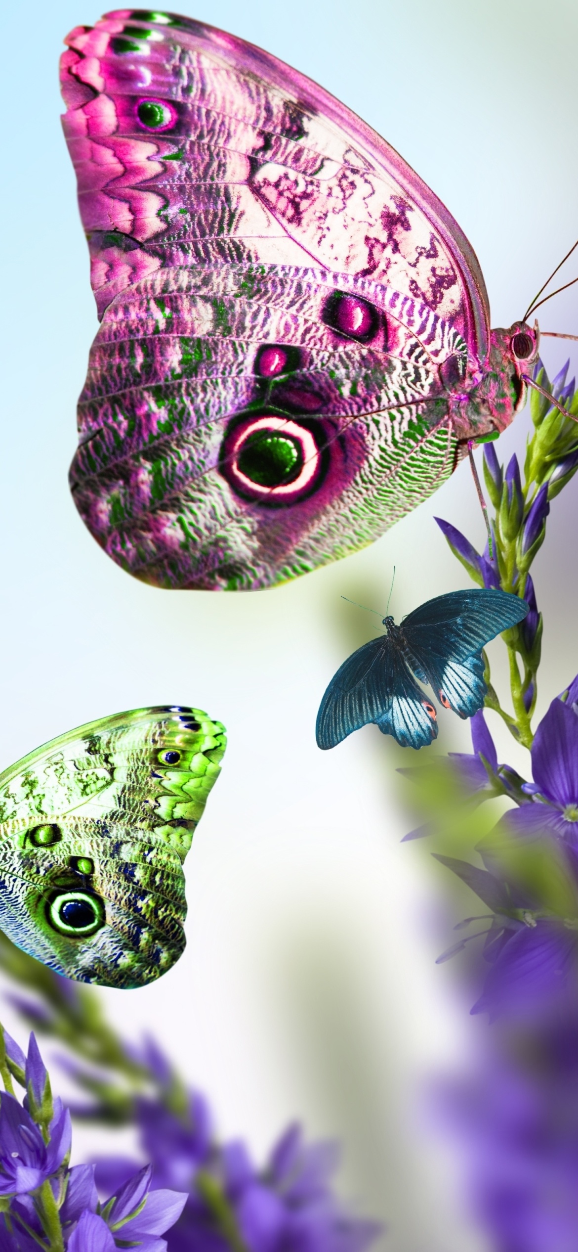 Fondo de pantalla Tender Butterfly HD 1170x2532