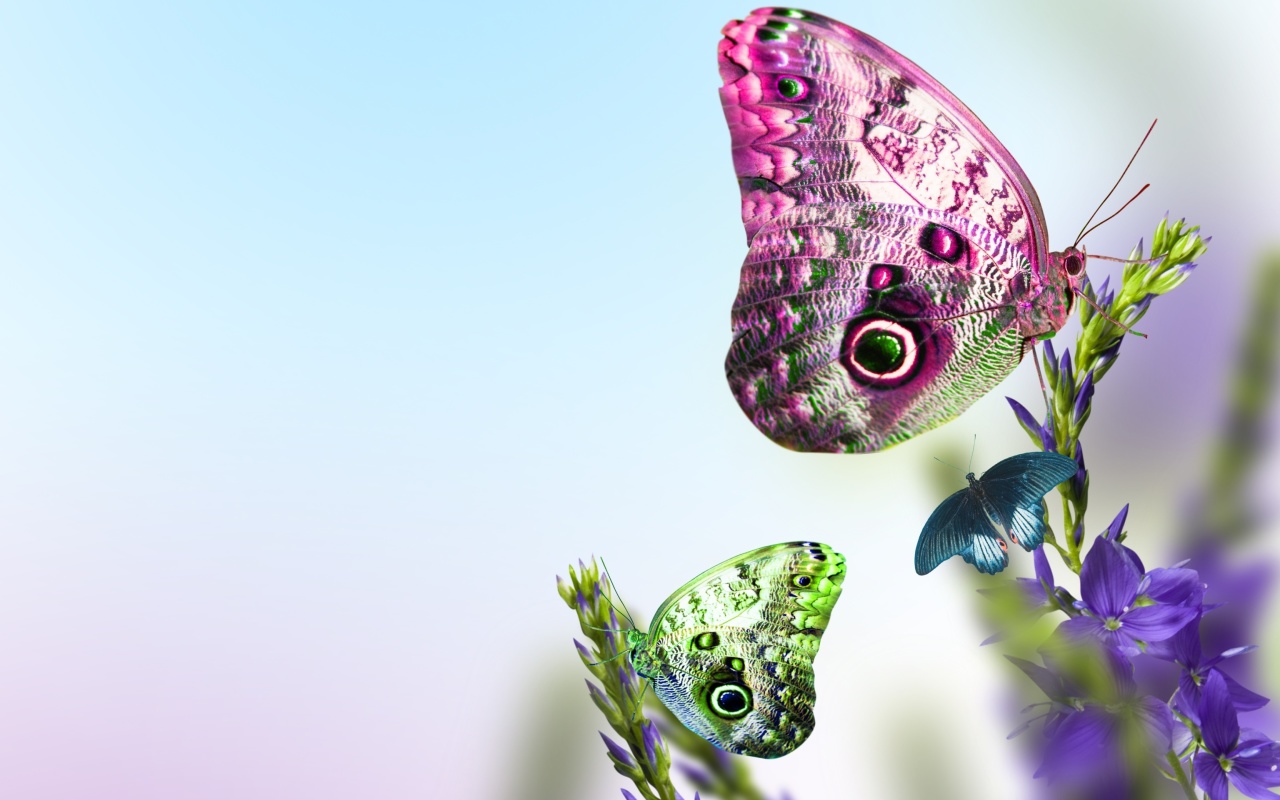 Screenshot №1 pro téma Tender Butterfly HD 1280x800