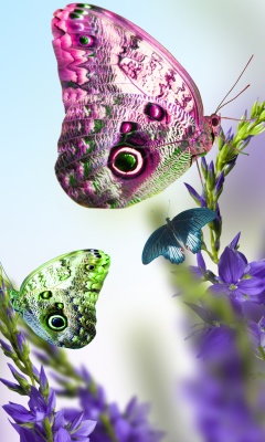 Tender Butterfly HD wallpaper 240x400