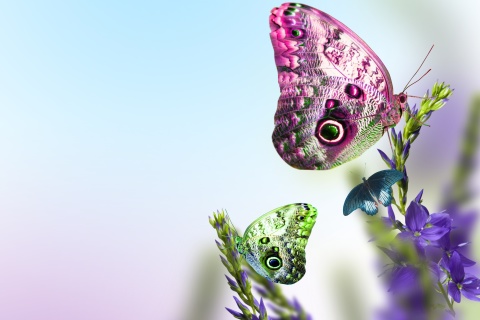 Tender Butterfly HD wallpaper 480x320