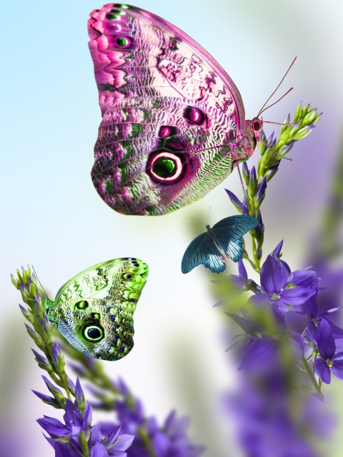 Tender Butterfly HD wallpaper 480x640