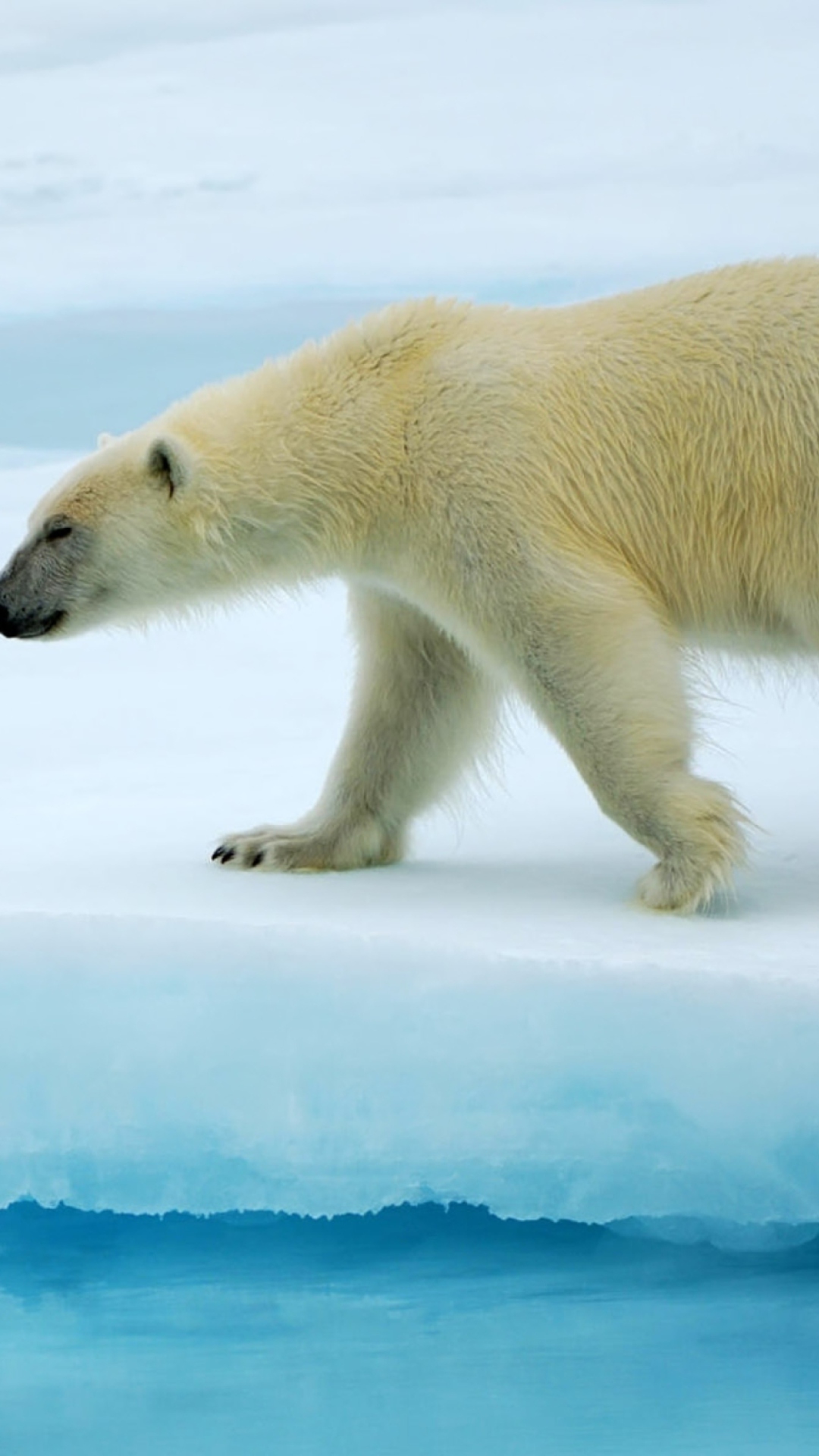 Sfondi Polar Bear 1080x1920