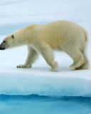 Sfondi Polar Bear 128x160