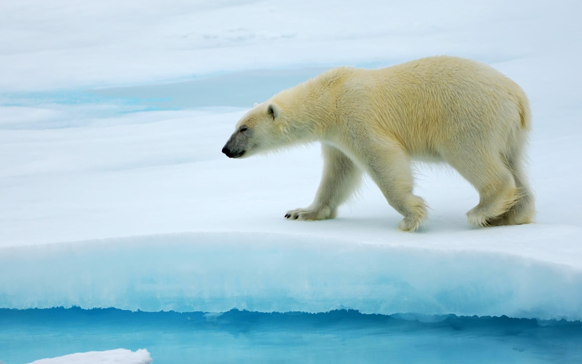 медведь белый медведь арктика лед без смс