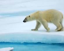 Обои Polar Bear 220x176