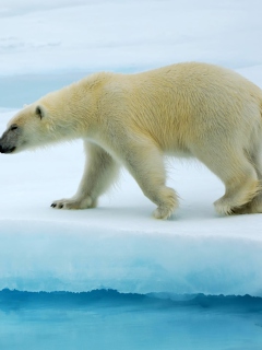 Fondo de pantalla Polar Bear 240x320