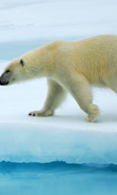 Fondo de pantalla Polar Bear 240x400