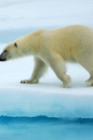 Polar Bear screenshot #1 320x480