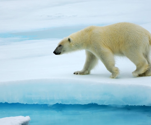 Fondo de pantalla Polar Bear 480x400