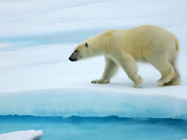 Sfondi Polar Bear 640x480