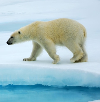 Polar Bear - Obrázkek zdarma pro HP TouchPad