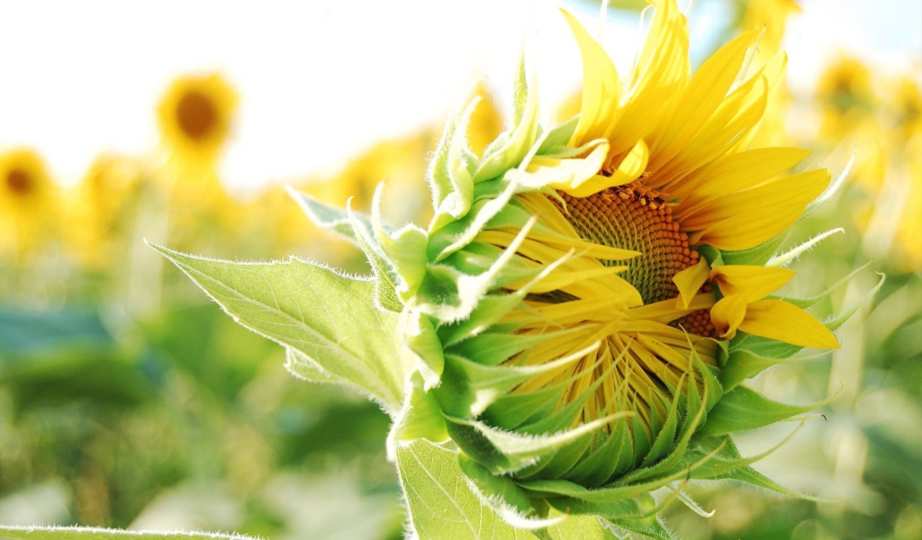 Screenshot №1 pro téma Blooming Sunflower 1024x600