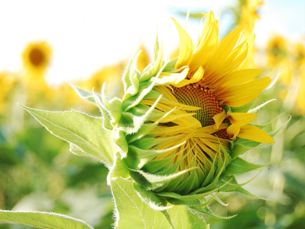 Blooming Sunflower wallpaper 1024x768