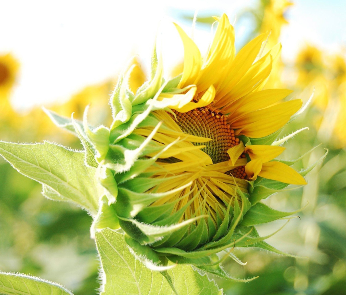 Sfondi Blooming Sunflower 1200x1024
