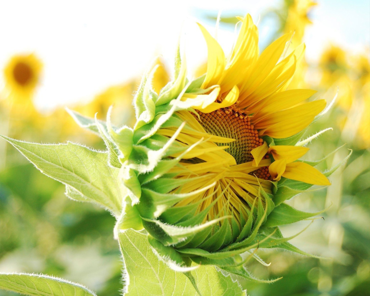 Screenshot №1 pro téma Blooming Sunflower 1280x1024