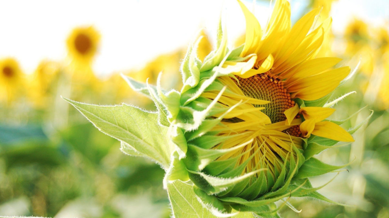 Blooming Sunflower wallpaper 1280x720