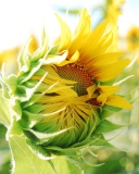 Das Blooming Sunflower Wallpaper 128x160