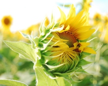 Blooming Sunflower screenshot #1 220x176