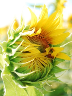 Das Blooming Sunflower Wallpaper 240x320