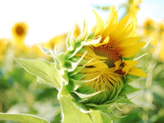 Das Blooming Sunflower Wallpaper 320x240