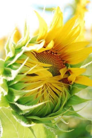 Blooming Sunflower wallpaper 320x480