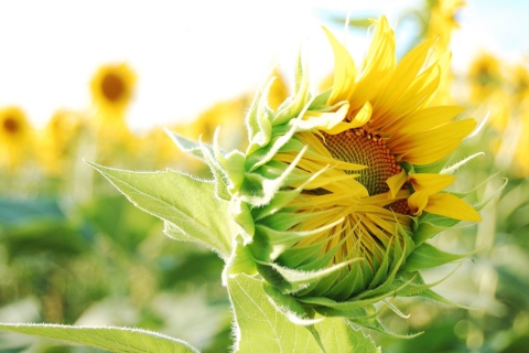 Blooming Sunflower wallpaper 480x320
