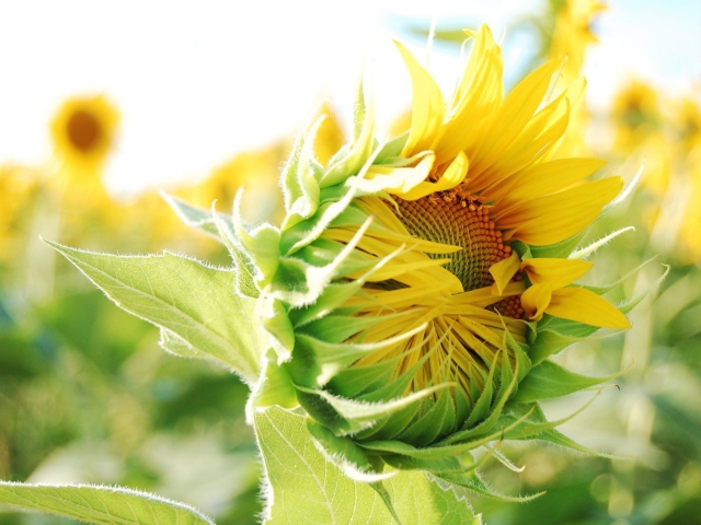 Обои Blooming Sunflower 640x480