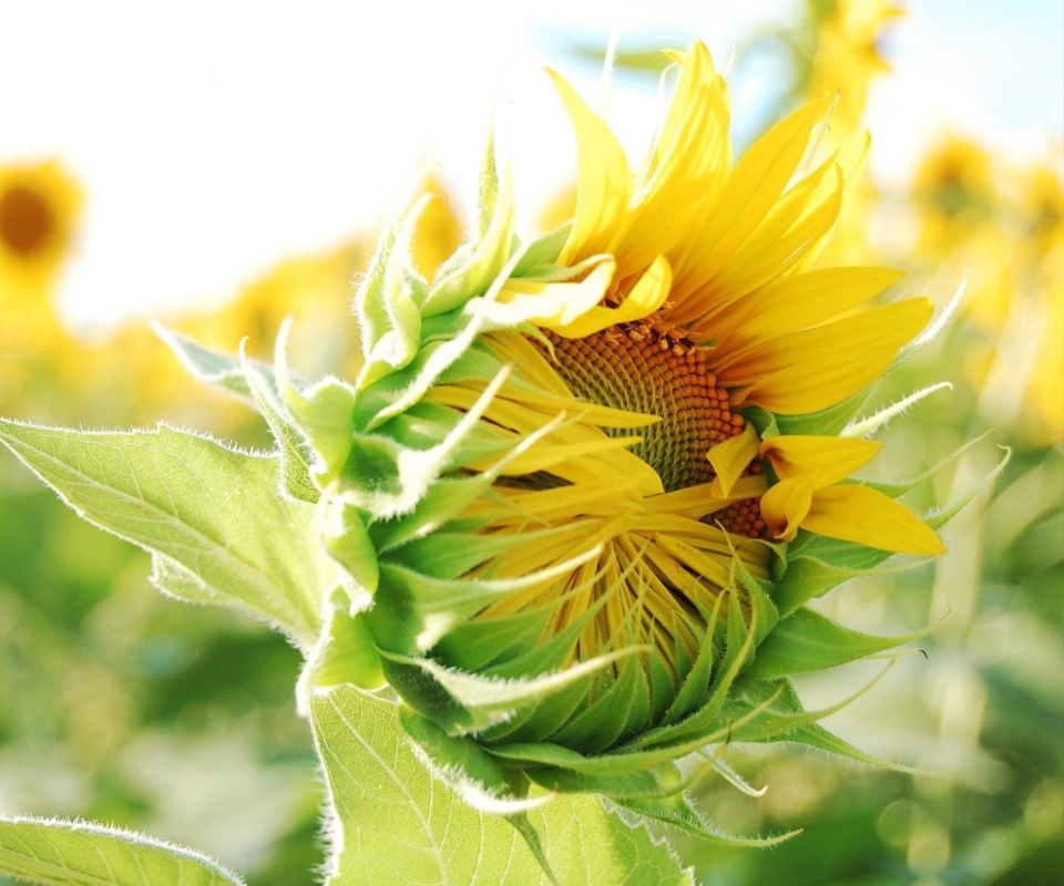 Blooming Sunflower wallpaper 960x800