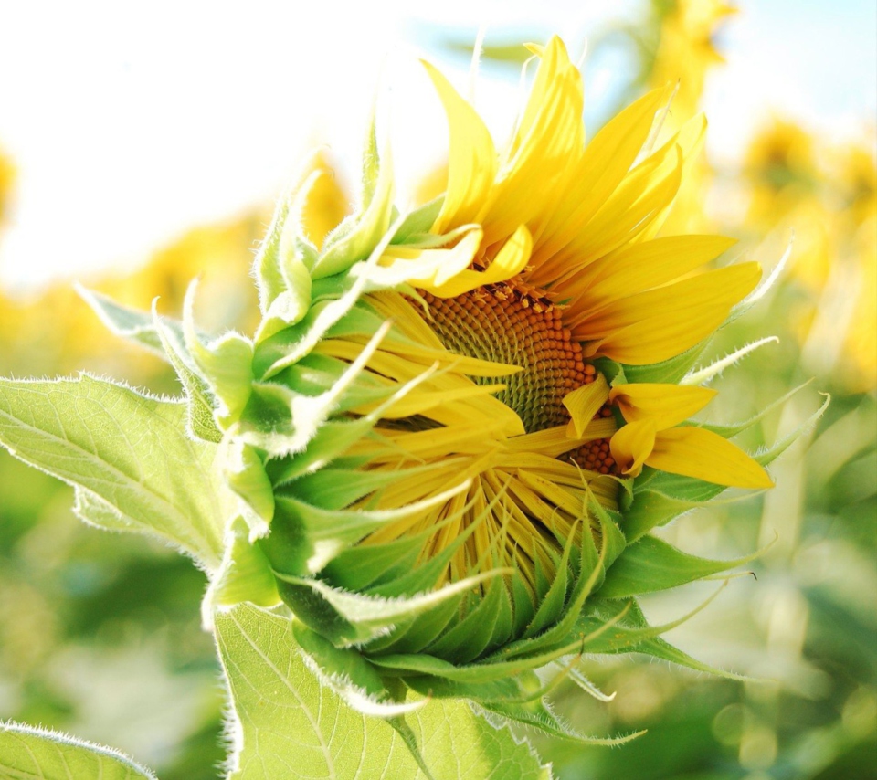 Blooming Sunflower wallpaper 960x854