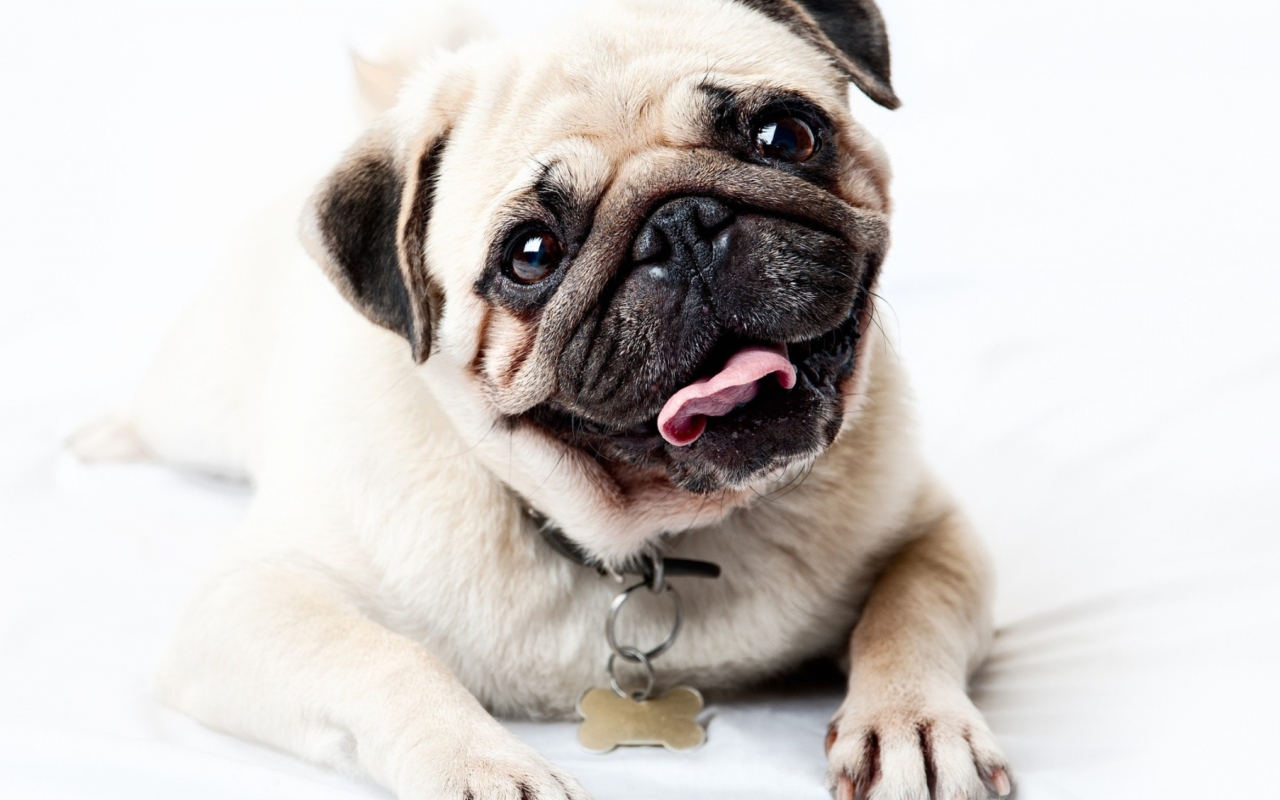 Das Pug Wallpaper 1280x800