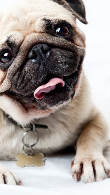 Pug screenshot #1 360x640