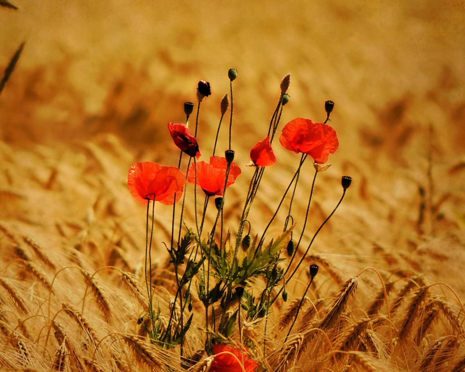 Fondo de pantalla Poppies 1600x1280