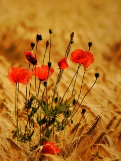 Poppies wallpaper 240x320