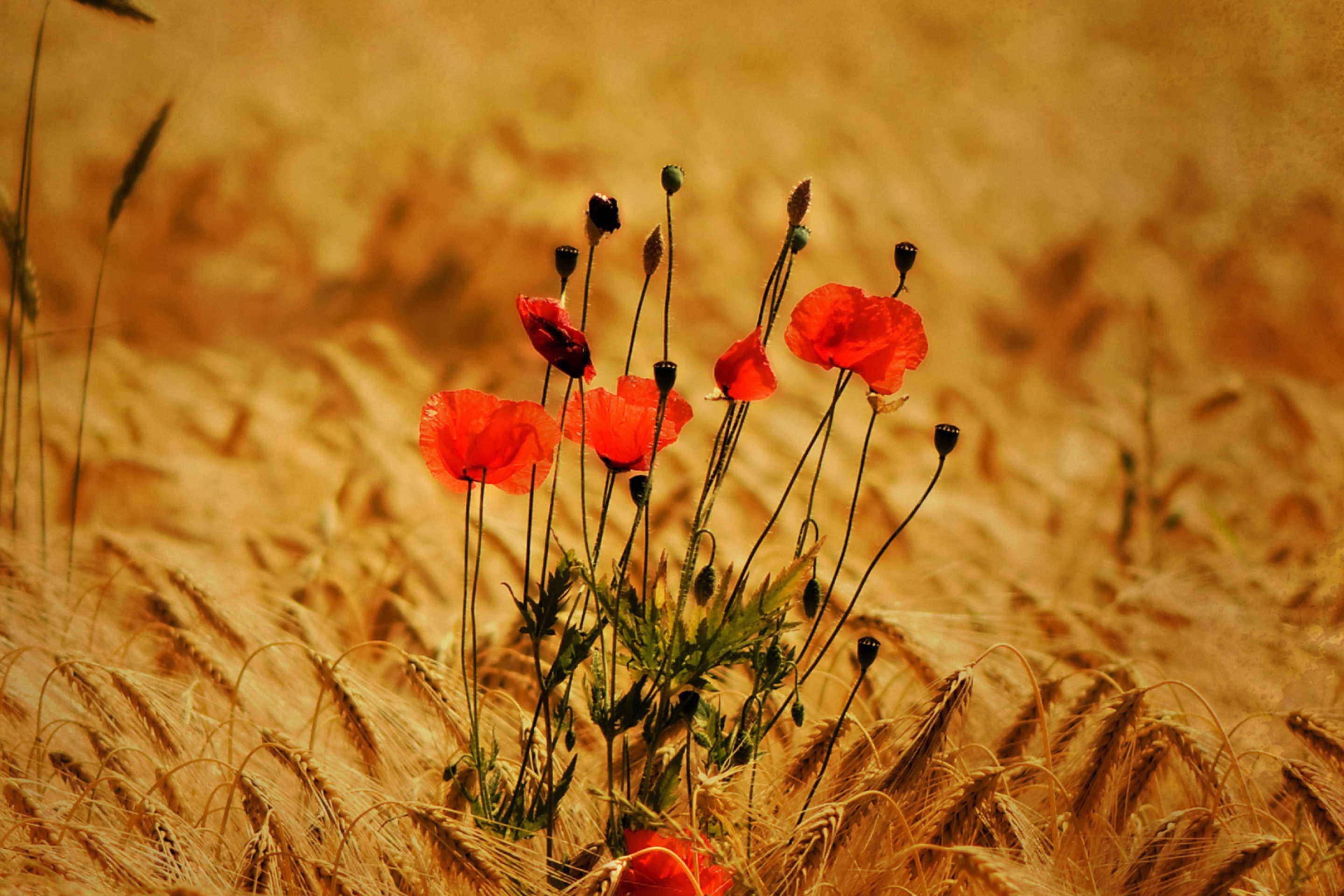 Screenshot №1 pro téma Poppies 2880x1920