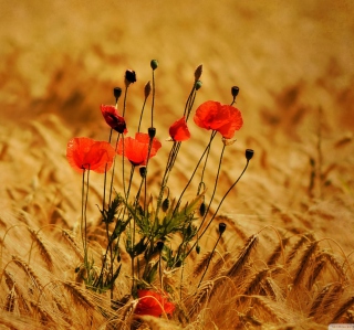 Poppies - Fondos de pantalla gratis para Samsung Breeze B209