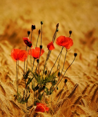 Poppies - Obrázkek zdarma pro 480x800