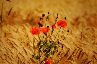 Free Poppies Picture for Android, iPhone and iPad
