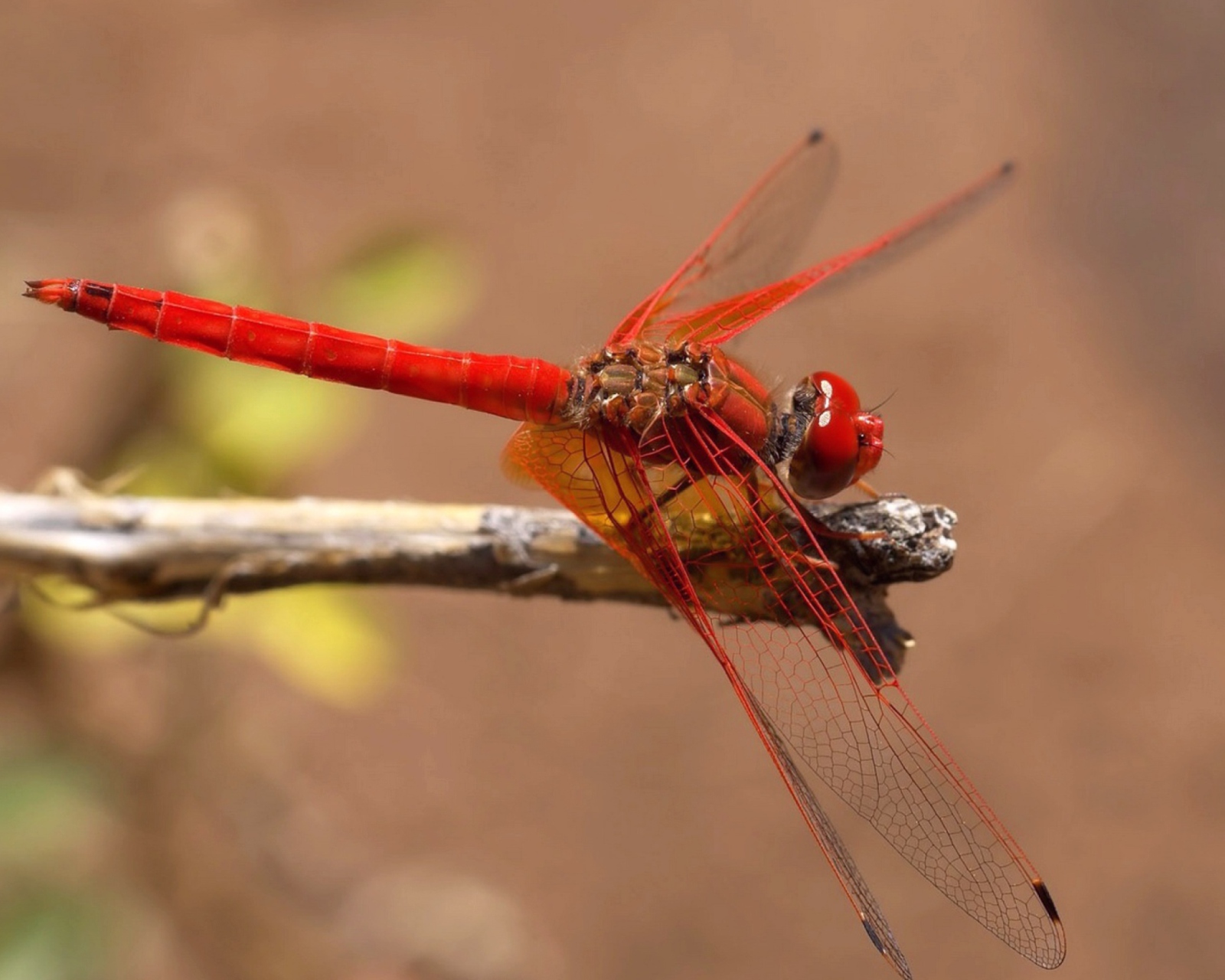 Dragonfly wallpaper 1600x1280