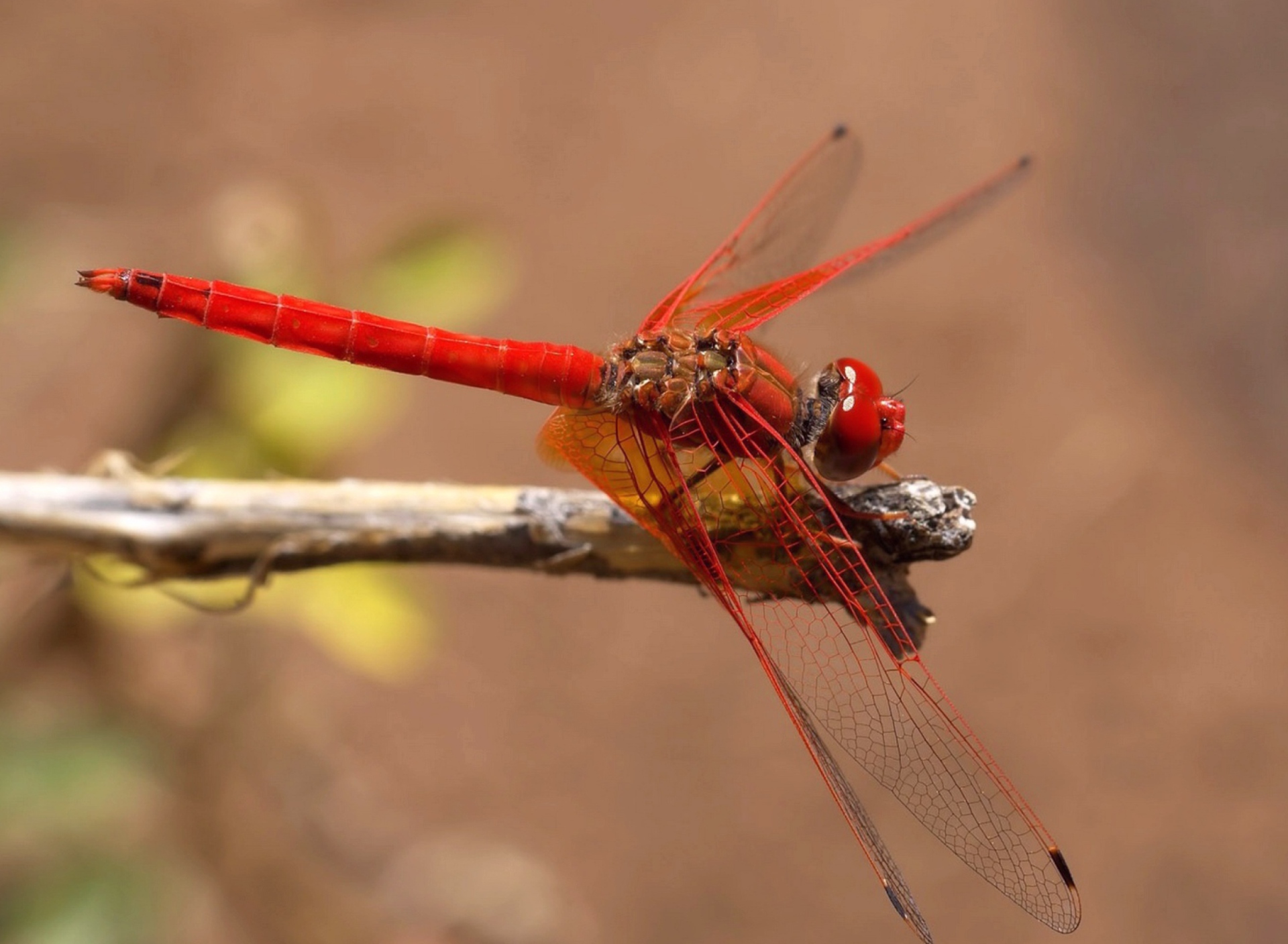 Dragonfly wallpaper 1920x1408