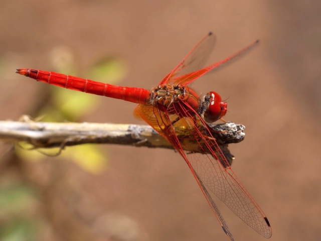 Dragonfly wallpaper 640x480