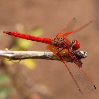 Free Dragonfly Picture for Samsung E1150