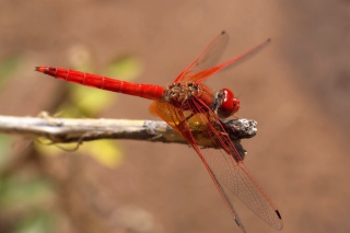Dragonfly Wallpaper for Android, iPhone and iPad