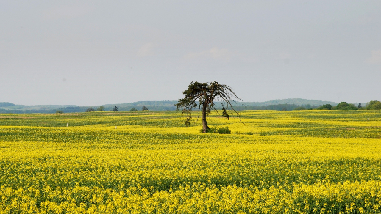 Das Yellow Meadow Landscape Wallpaper 1280x720